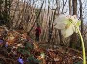 Festa di fiori sui sentieri per il Monte Ubione-6 marzo 2026-FOTOGALLERY